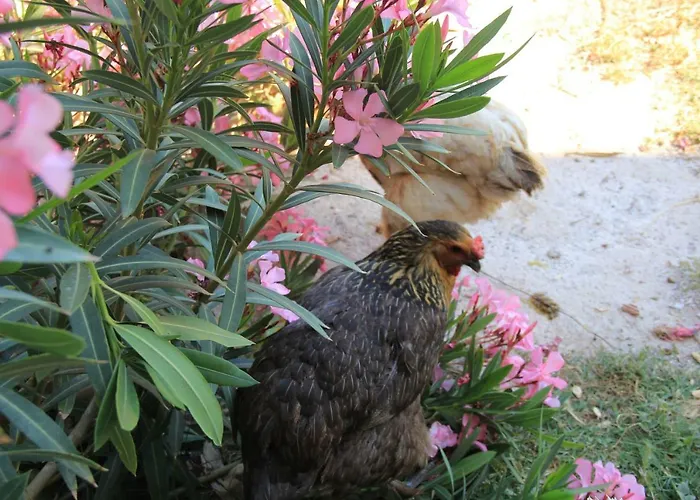 Hidayetin Yeri 3* Selimiye