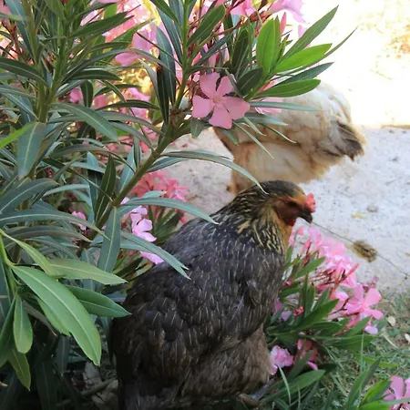 Hidayetin Yeri 3* 塞利米耶